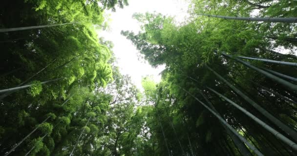 Gyönyörű bambusz erdő a hagyományos park nappali alacsony szög panning