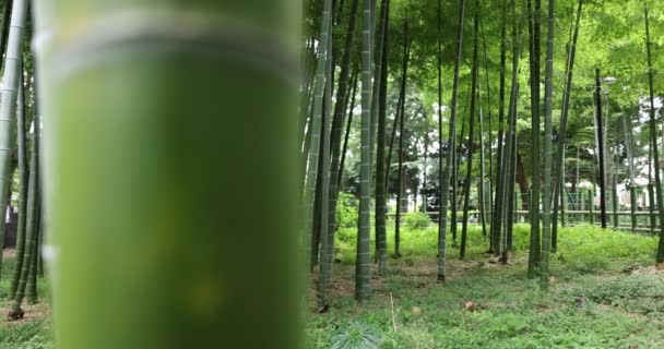 Hermoso bosque de bambú en el parque tradicional durante el día — Vídeo de stock