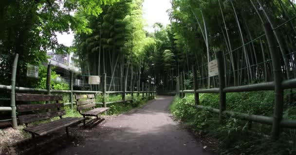 Vacker bambuskog i den traditionella parken dagtid fisk ögonkast — Stockvideo