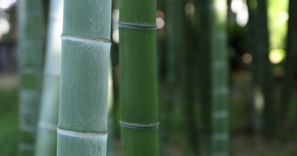 Gyönyörű bambusz erdő a hagyományos park nappali közelkép kézi — Stock videók