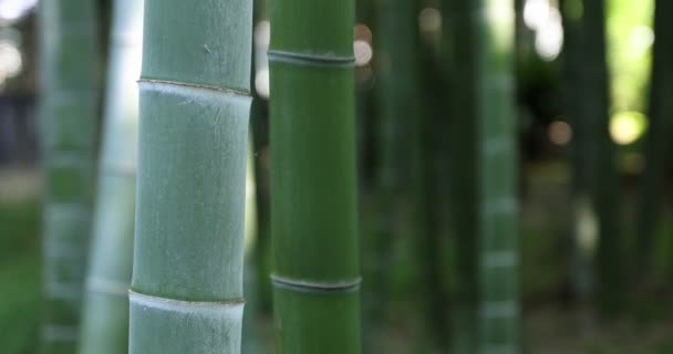 Beautiful bamboo forest at the traditional park daytime close seup handheld — стоковое видео