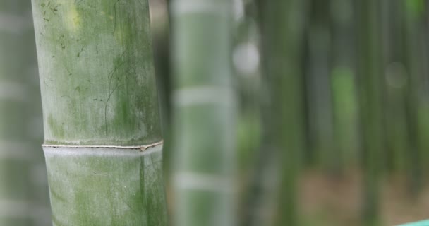 Krásný bambusový les v tradičním parku denní detailní up