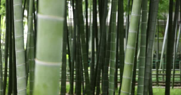 Prachtig bamboe bos in het traditionele park overdag — Stockvideo