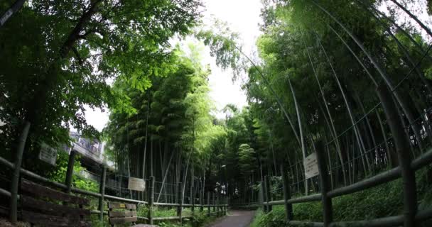 Gyönyörű bambusz erdő a hagyományos park nappali hal szem lövés dönthető — Stock videók