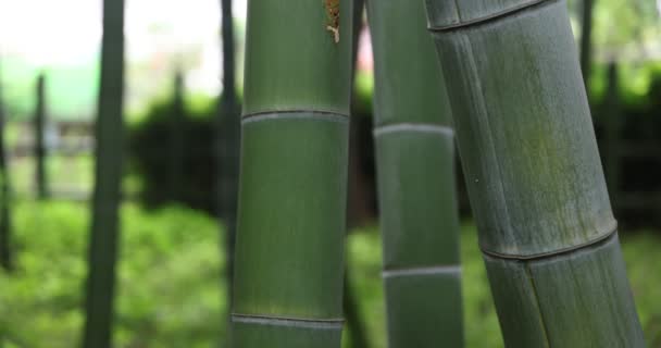Красивий бамбуковий ліс в традиційному парку день крупним планом — стокове відео