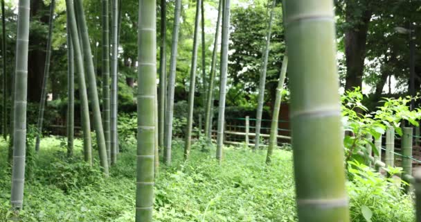 Gyönyörű bambusz erdő a hagyományos park nappal — Stock videók
