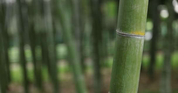 Krásný bambusový les v tradičním parku denní detailní up — Stock video