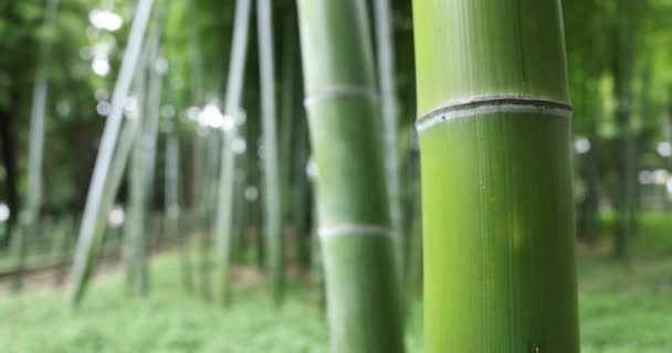 Hermoso bosque de bambú en el parque tradicional de enfoque diurno — Vídeos de Stock