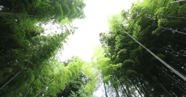 Vacker bambuskog i den traditionella parken dagtid låg vinkel panorering — Stockvideo