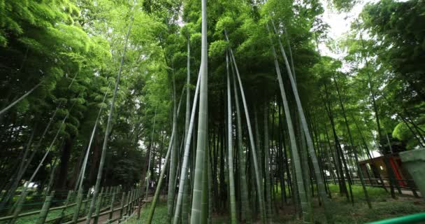 Красивий бамбуковий ліс в традиційному парку денний широкий нахил дробу — стокове відео