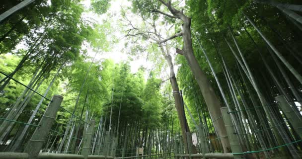 Prachtig bamboe bos op het traditionele park overdag breed schot lage hoek — Stockvideo