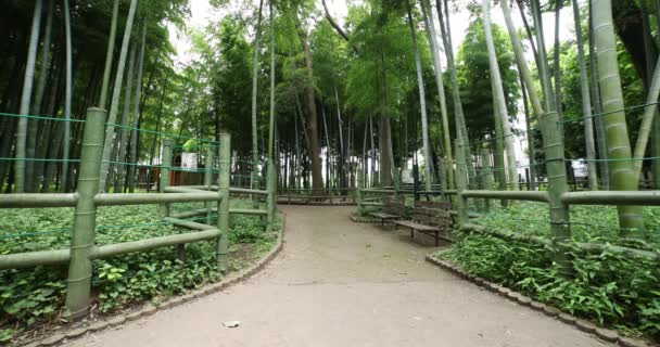 Beautiful bamboo forest at the traditional park daytime wide shot — Stockvideo