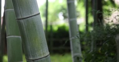Geleneksel parktaki güzel bambu ormanı, gündüz yakın çekim.