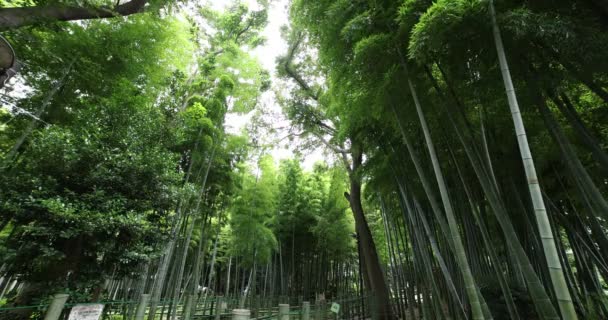 Hermoso bosque de bambú en el parque tradicional de tiro ancho diurno ángulo bajo — Vídeo de stock