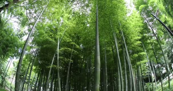 Hermoso bosque de bambú en el parque tradicional tiro de ojo de pescado durante el día tilt — Vídeos de Stock