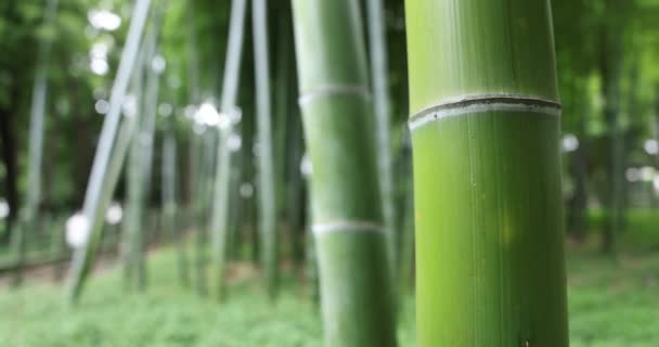 Beautiful bamboo forest at the traditional park daytime closeup — Stock Video