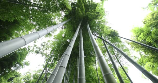 Красиві бамбукові ліси в традиційному парку день широкий постріл низький кут — стокове відео