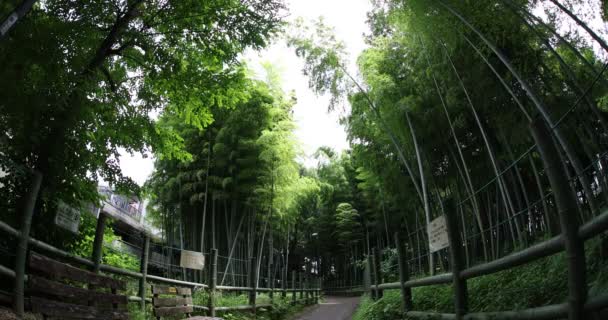 Bela floresta de bambu no parque tradicional olho de peixe diurno tiro — Vídeo de Stock