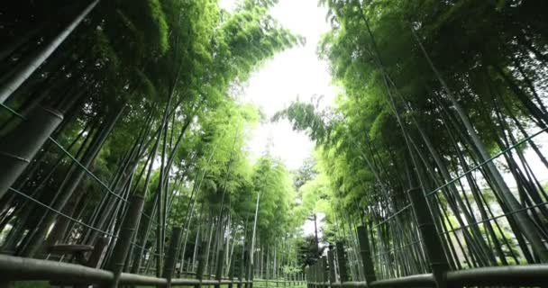 Vacker bambuskog på den traditionella parken dagtid bred skott lutning — Stockvideo