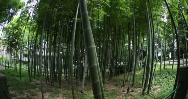 Hermoso bosque de bambú en el parque tradicional tiro de ojo de pescado durante el día — Vídeos de Stock