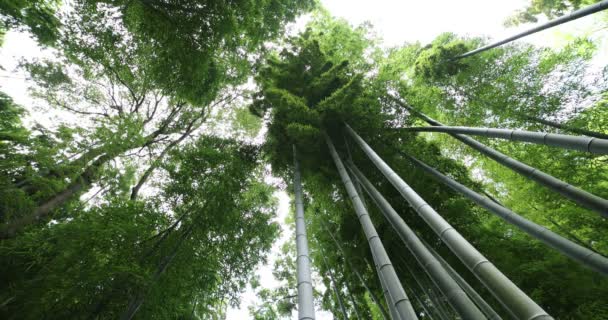 Gyönyörű bambusz erdő a hagyományos park nappali lövés alacsony szögben — Stock videók