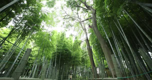 Vacker bambuskog på den traditionella parken dagtid bred skott lutning — Stockvideo