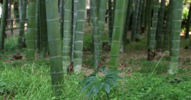 Geleneksel parkın el bilgisayarında güzel bambu ormanları