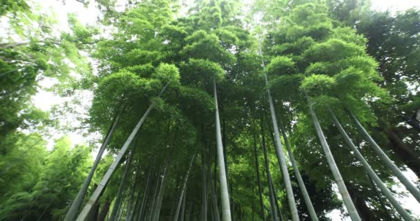 Beautiful bamboo forest at the traditional park daytime wide shot low angle — Stockvideo