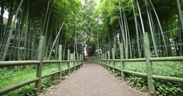 Geleneksel parktaki güzel bambu ormanı gündüz çekimleri — Stok video