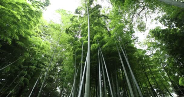 Beautiful bamboo forest at the traditional park daytime wide shot low angle — Stockvideo