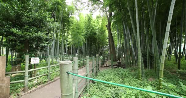 Belle forêt de bambous au parc traditionnel de jour — Video