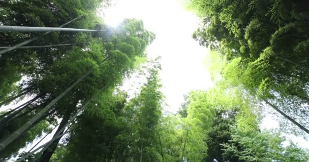 Vacker bambuskog i den traditionella parken dagtid låg vinkel panorering — Stockvideo