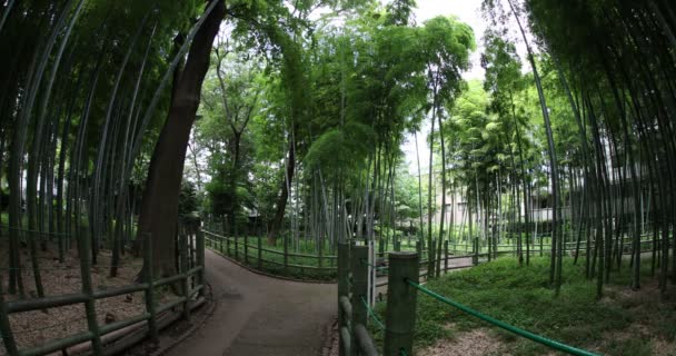 Bela floresta de bambu no parque tradicional diurno peixe olho tiro inclinação — Vídeo de Stock