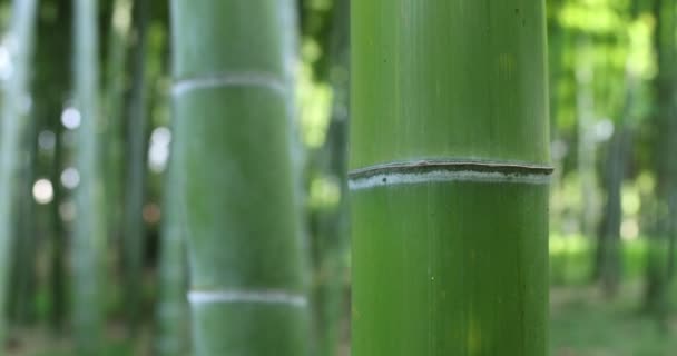 Красивий бамбуковий ліс в традиційному парку день крупним планом портативний — стокове відео