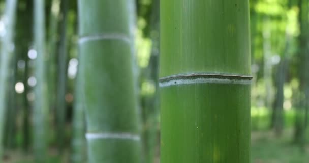 Hermoso bosque de bambú en el parque tradicional de mano de primer plano diurno — Vídeos de Stock