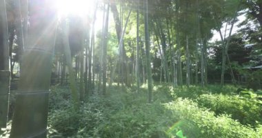 Geleneksel parkın el kameralı güzel bambu ormanları