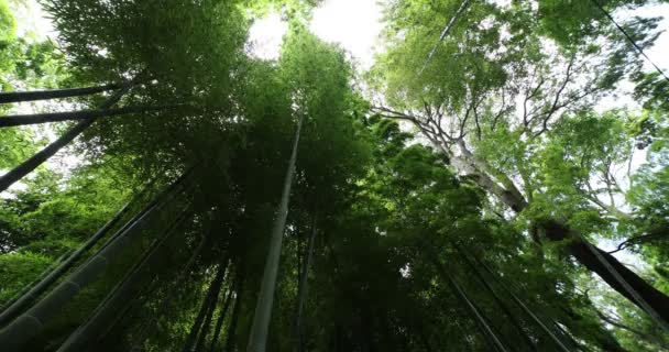 Geleneksel parktaki güzel bambu ormanı gün boyunca alçak açıyla çekilir. — Stok video