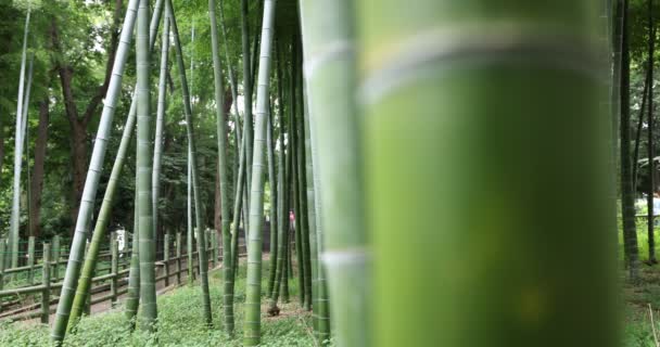 伝統的な公園で美しい竹の森昼間の焦点 — ストック動画