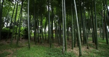 Geleneksel parktaki güzel bambu ormanı gündüz vakti geniş açı eğiliminde.