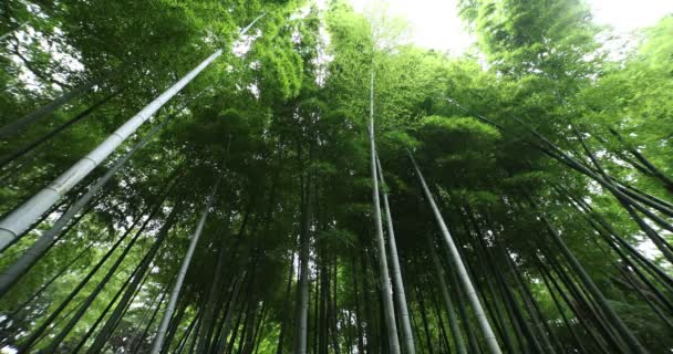 Beautiful bamboo forest at the traditional park daytime wide shot low angle — Stockvideo