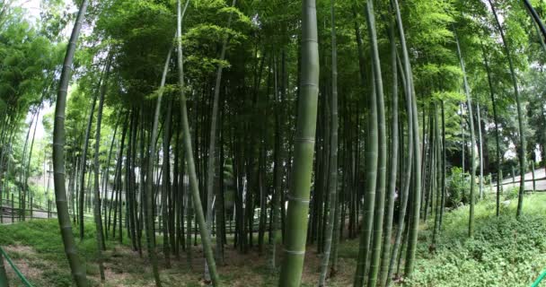 Bella foresta di bambù al tradizionale parco di giorno pesce occhio colpo tilt — Video Stock