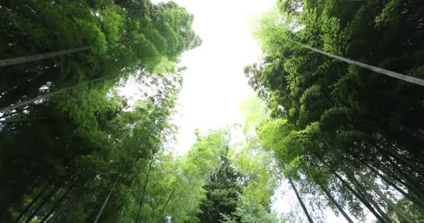 Prachtig bamboe bos op het traditionele park overdag breed schot lage hoek — Stockvideo