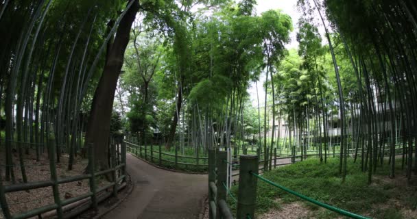 Geleneksel parktaki güzel bambu ormanı gündüz gözüyle çekilen balık gözü. — Stok video