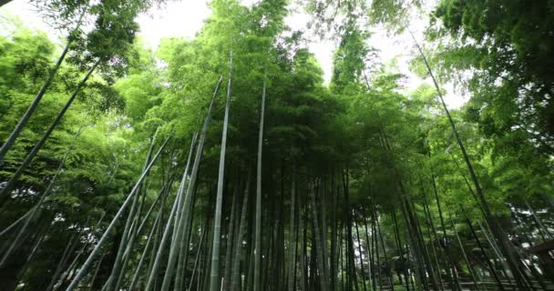 Beautiful bamboo forest at the traditional park daytime wide shot low angle — Stockvideo