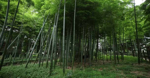 Geleneksel parktaki güzel bambu ormanı gündüz çekimleri — Stok video