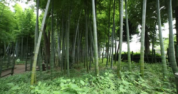 Beautiful bamboo forest at the traditional park daytime wide shot tilt — Stockvideo