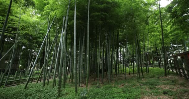 Hermoso bosque de bambú en el parque tradicional de tiro ancho diurno — Vídeo de stock