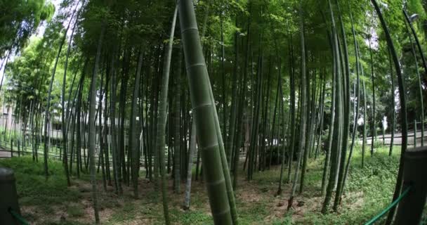 Beautiful bamboo forest at the traditional park daytime fish eye shot tilt — Stockvideo