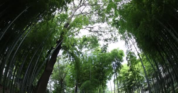 Bela floresta de bambu no parque tradicional diurno peixe olho tiro inclinação — Vídeo de Stock