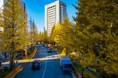 Sonbaharda sarı gingko caddesinde trafik sıkışıklığı manzarası. Yüksek kalite fotoğraf. Shibuya bölgesi Sendagaya Tokyo 12.05.2025 Tokyo 'nun merkezidir..